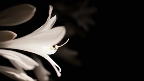 Beautiful white flowers on a black background nature 4k at a side close Stockbeeldmateriaal 138208317
