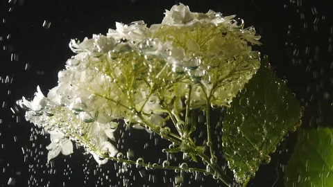 Beautiful white flowers with bubbles on it under the water on the black Vidéo 111418234