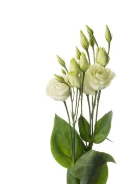 Beautiful white flowers eustoma Stock Photos