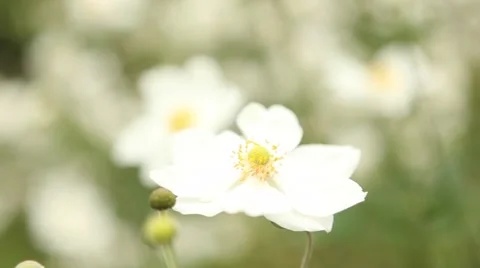 Beautiful white flowers focus pull, flowers background, wedding background 스톡 동영상 45075972