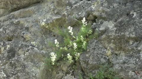 Beautiful white flowers Stock Footage 10311358