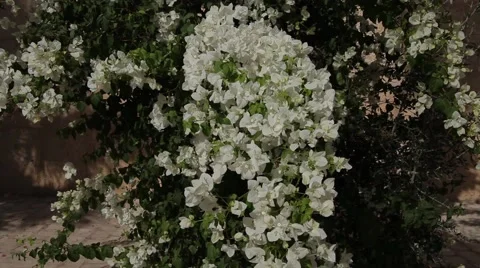 Beautiful white flowers Stock Footage 48992933