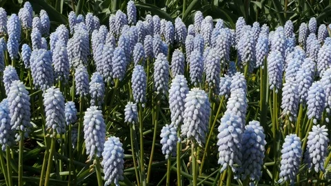 Beautiful white flowers Stock Footage 75071466