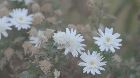 Beautiful white flowers Stock Footage 108851438