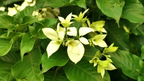 Beautiful white flowers Stock Footage 197013457