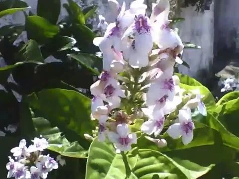 Beautiful white flowers on the sidewalk, note that in the middle is purple Stock Footage 161209074