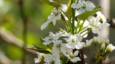 Beautiful white flowers in springtime Stock Footage 83168034