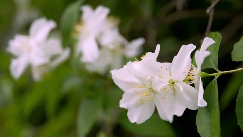 Beautiful white flowers sway in the wind Stock Footage 201054274