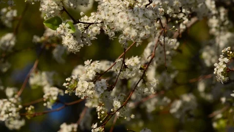 Beautiful White Flowers on Tree Stock Footage 90347667