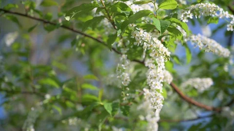 Beautiful white flowers on a tree in the sunshine Stock Footage 130116355