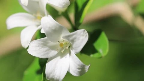 Beautiful white flowers on the tree. White flower macro photo Stock Footage 246719299