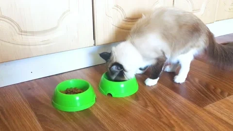 The beautiful white fluffy cat eats food from two green bowls and looks around Stock Footage 172285638