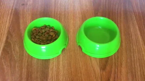 The beautiful white fluffy cat eats cat food from two green bowls Stock Footage 172285699