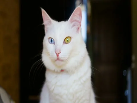 Beautiful white fluffy cat with full heterochromia sitting in a dark room Stock Footage 80275224