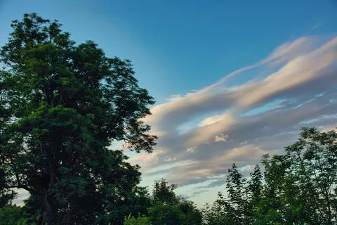 Beautiful white fluffy cloudscape seen through tree Stock Photos