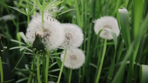 Beautiful white fluffy dandelions. Common Dandelion - Taraxacum officinal Stock Footage 155056283