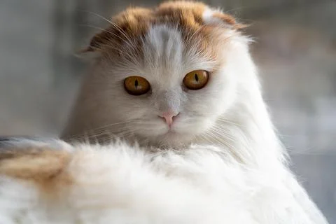 Beautiful white fluffy fold cat looks into the camera. shallow depth of field Stock Photos