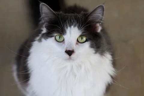 Beautiful White Fluffy Fur Kitten With Green Eyes Stock Photos
