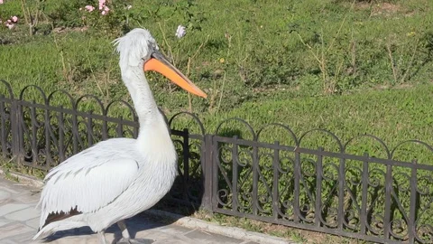 Beautiful white giant Dalmatian Pelican walks in the city park. Stock Footage