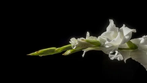Beautiful white gladiole Stock Footage 90703520