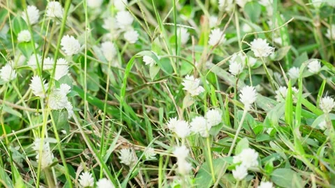 Beautiful White Grass Flowers Growing in Nature Stock Footage 346014089