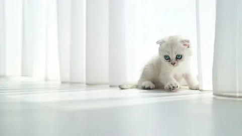 Beautiful white-gray cat with blue eyes. Stock Footage 200760383