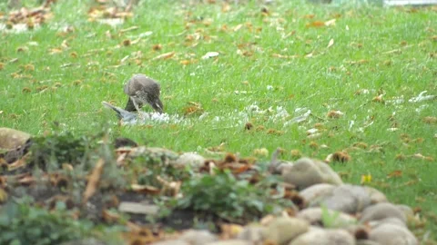 Beautiful white hawk eats its prey. Video stock 145521202