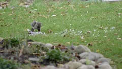 Beautiful white hawk rips bits of meat from prey. Video stock 145521160
