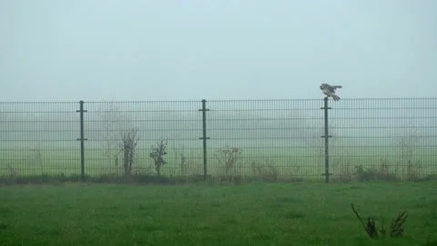 Beautiful white hawk shaking. Winter landscape. 库存影片 145934642