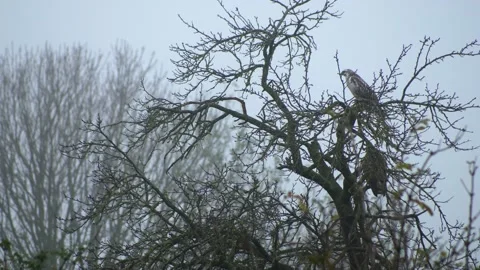 Beautiful white hawk takes off on a cold winter morning. Stock Footage