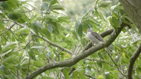 Beautiful white hawk on a tree branch. Video stock 145585584