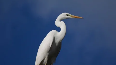 Beautiful white heron Video stock 102124189