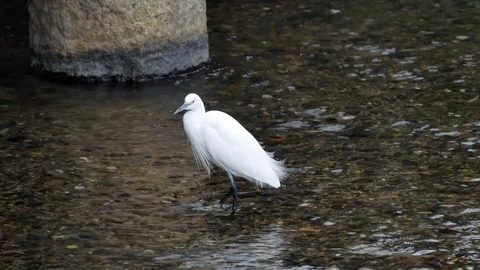 Beautiful white heron Stock Footage 102124308
