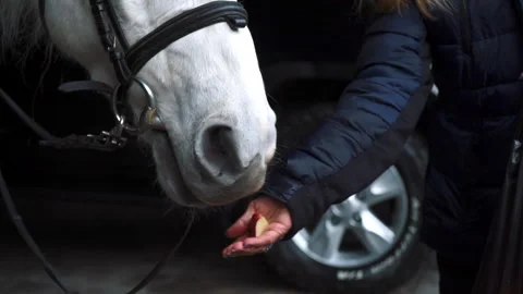 Beautiful white horse eats bread from a man's hand. Stock Footage 197365636