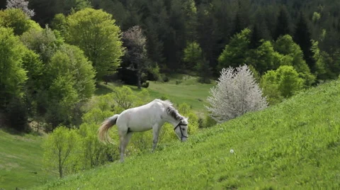 Beautiful white horse gazing on a spring hill. A Blooming tree on background, Stock Footage 59359836