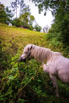 Beautiful white horse grazing in the grass field in a country side Stock Photos