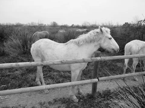 Beautiful White horse walking through a meadow in El Prat de Llobregat, Catal Stock Photos