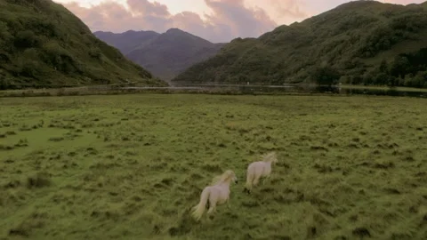 Beautiful white horses galloping through the Highlands Stock Footage 142005681