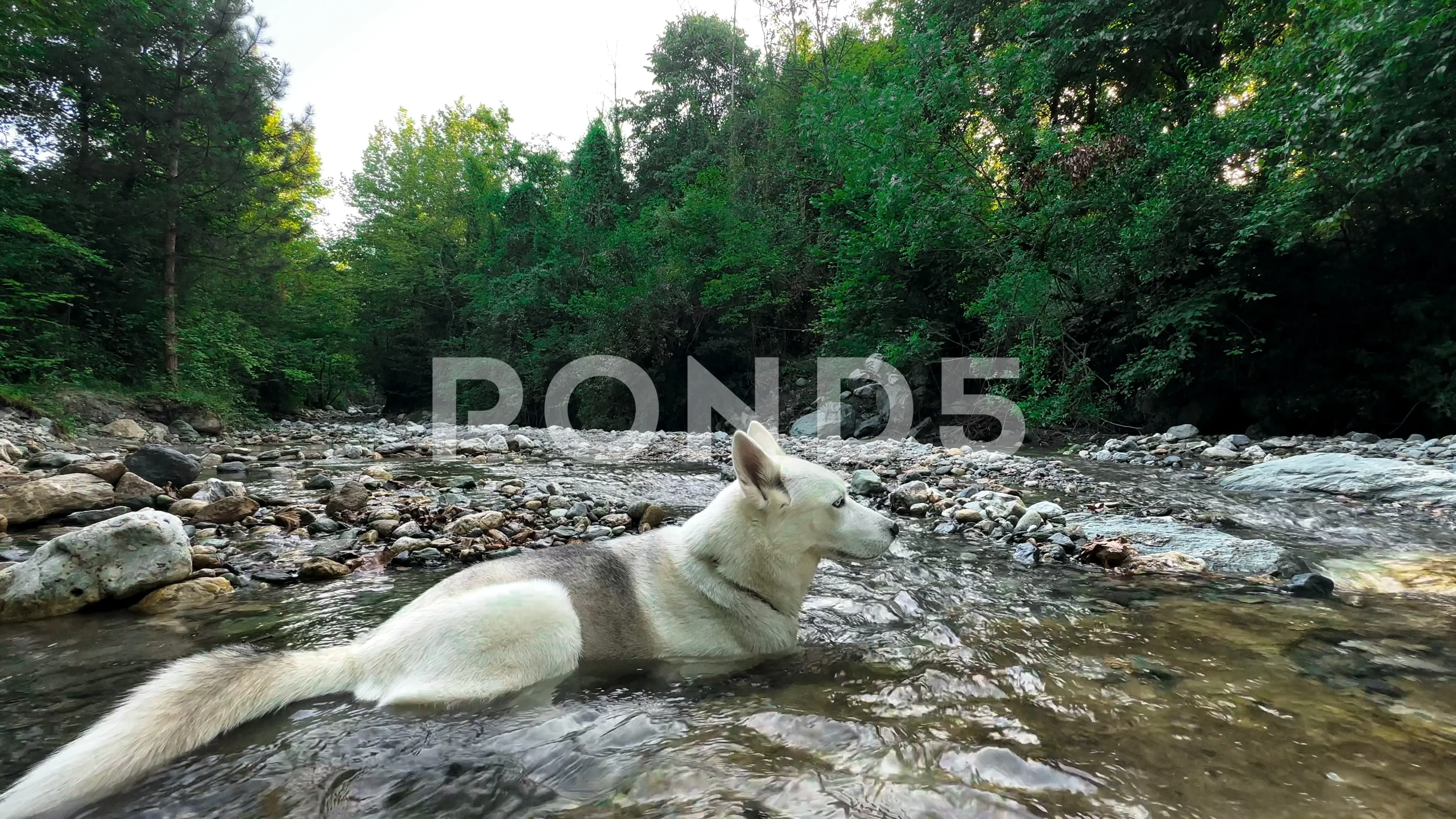 White best sale river husky