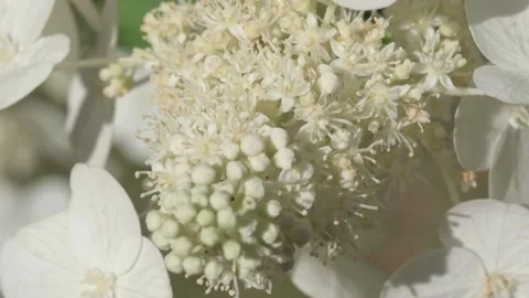Beautiful white hydrangea blossom background with buds and different various flo Stock Footage 248514775