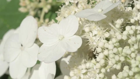 Beautiful white hydrangea blossom background with buds and different various flo Video stock 248515373
