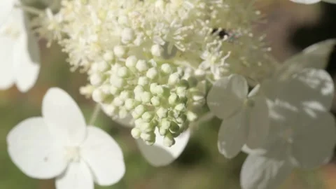 Beautiful white hydrangea blossom background with buds and different various flo Video stock 248515873