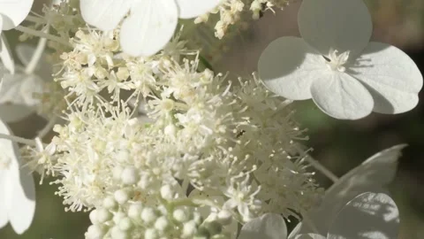 Beautiful white hydrangea blossom background with buds and different various flo Video stock 248783899