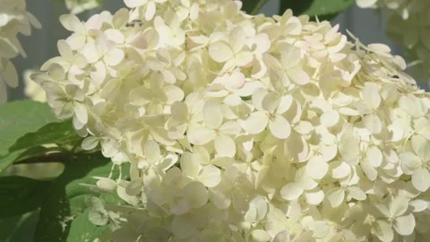 Beautiful white hydrangea blossom background Stock Footage 248784455