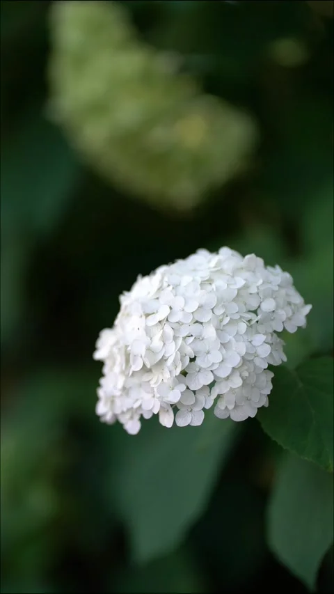 Beautiful white hydrangea blossom cluster with delicate petals and lush leaves Stock Footage 341630366