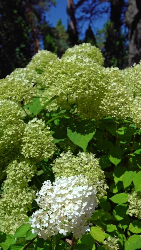 Beautiful white hydrangea flowers blooming in a sunny garden Stock Footage 341853063