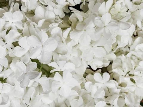 Beautiful white hydrangea flowers pattern, floral wallpaper. Blooming gueld.. Foto stock