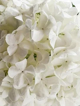 Beautiful white hydrangea flowers pattern, floral wallpaper. Blooming gueld.. Foto stock