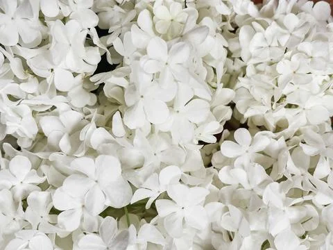 Beautiful white hydrangea flowers pattern, floral wallpaper. Blooming gueld.. Stock Photos