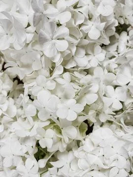 Beautiful white hydrangea flowers pattern, floral wallpaper. Blooming gueld.. Foto stock